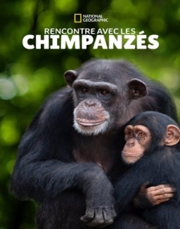 série Rencontre avec les Chimpanzés